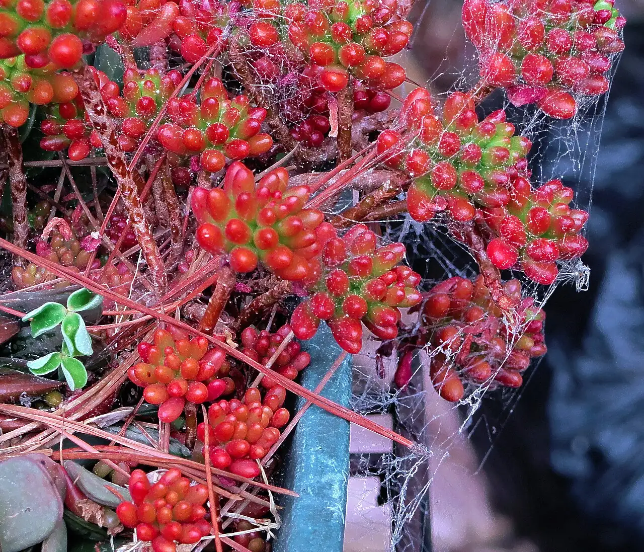 Jelly-Bean-Pflanze (Sedum rubrotinctum) — Detail