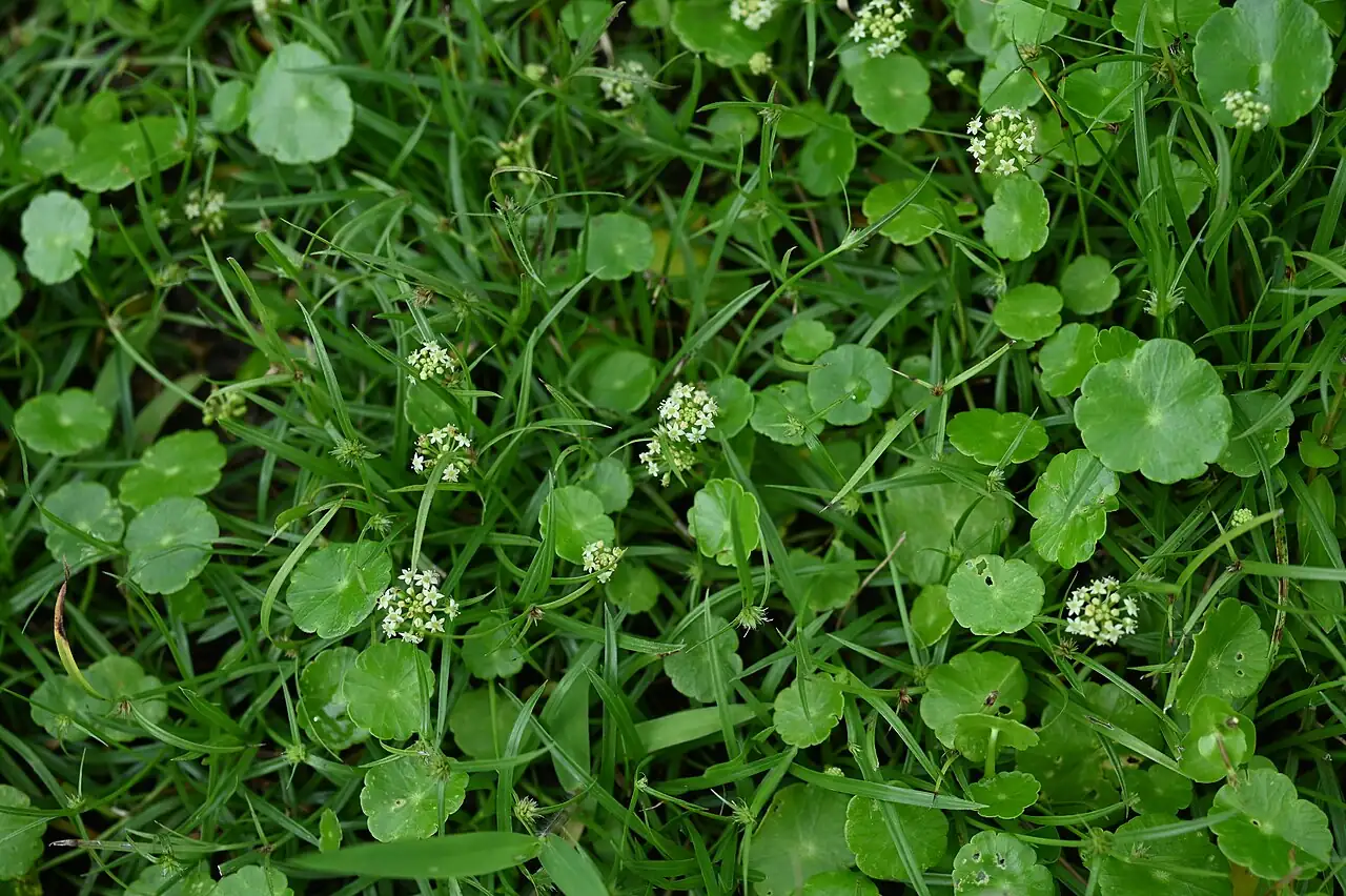 బ్రెజిలియన్ పెన్నీవోర్ట్ (Hydrocotyle umbellata) — అదనపు దృశ్యం