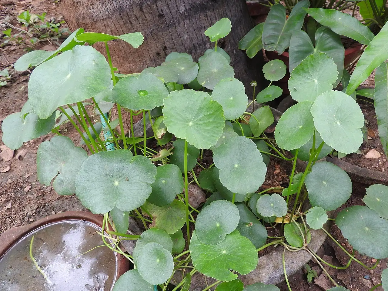 బ్రెజిలియన్ పెన్నీవోర్ట్ (Hydrocotyle umbellata) — అదనపు దృశ్యం