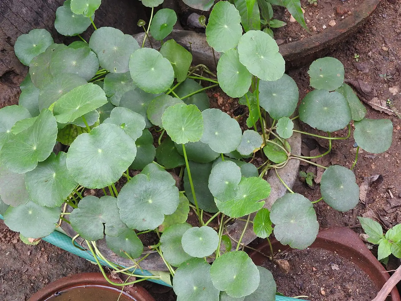 బ్రెజిలియన్ పెన్నీవోర్ట్ (Hydrocotyle umbellata) — అదనపు దృశ్యం