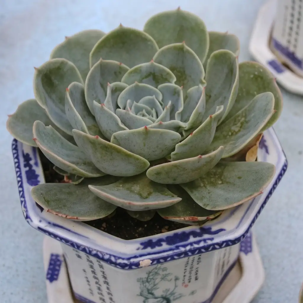 石莲花 (Echeveria elegans) — 特写