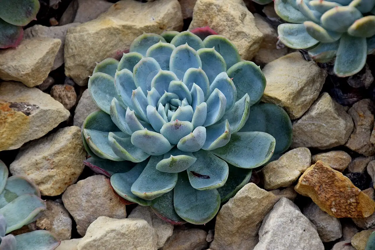 石莲花 (Echeveria elegans) — 更多视角