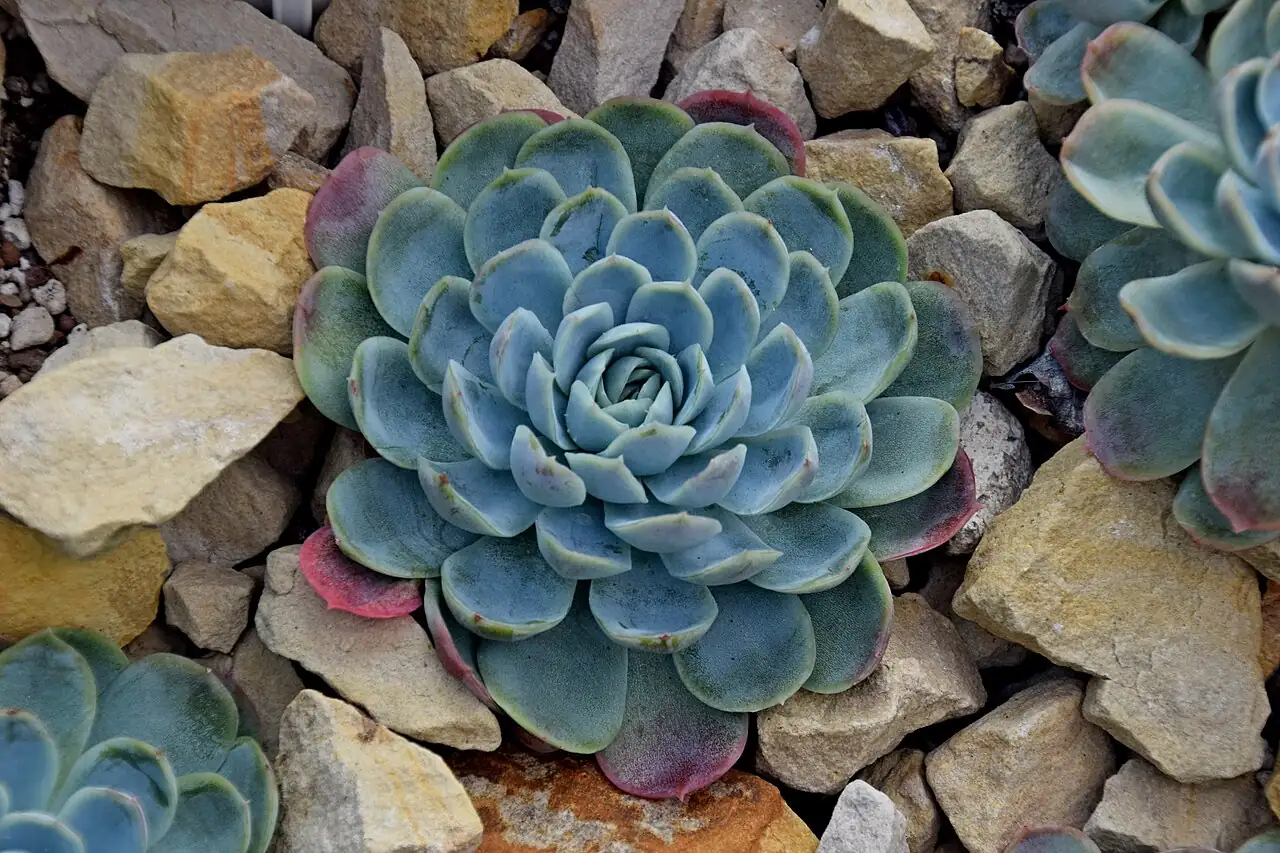 石莲花 (Echeveria elegans) — 更多视角