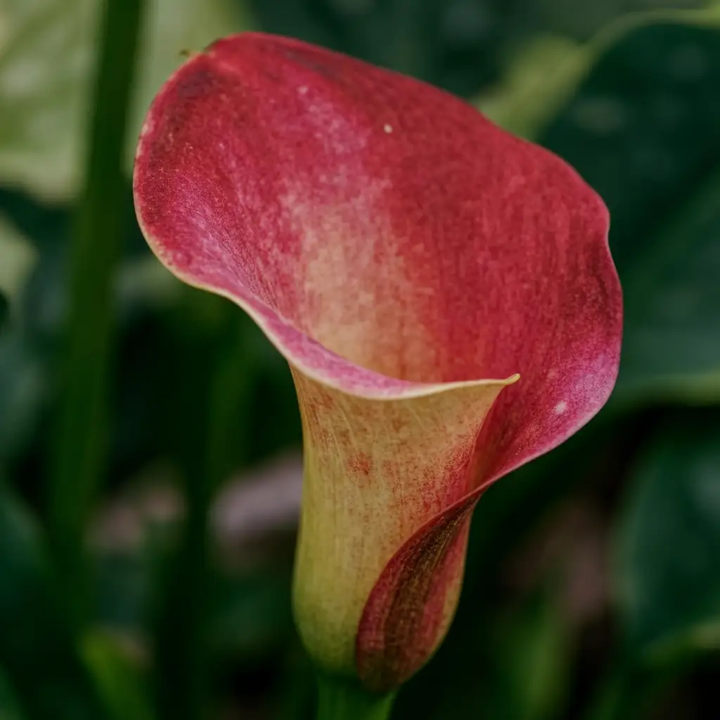 马蹄莲 (Zantedeschia aethiopica) — 特写