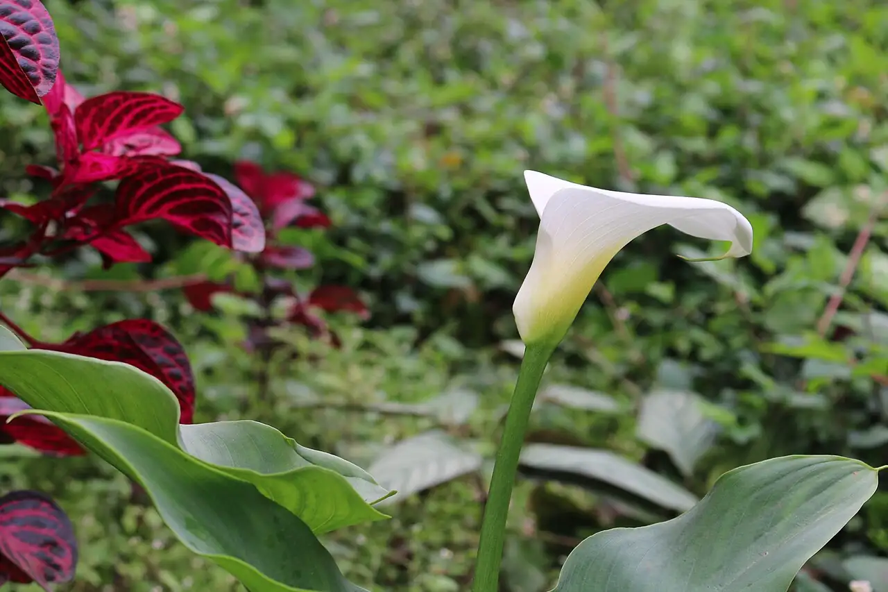 马蹄莲 (Zantedeschia aethiopica) — 环境展示