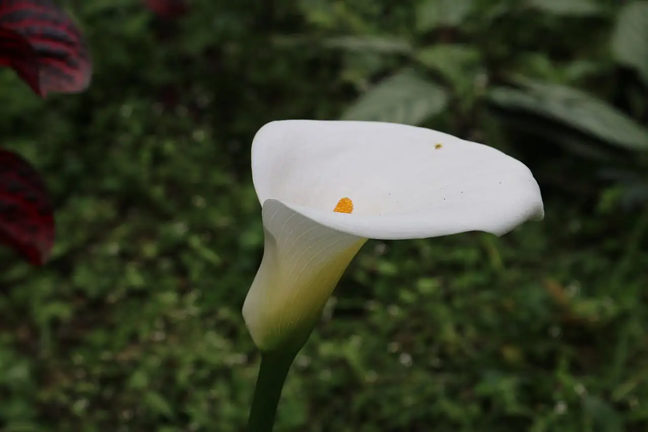 马蹄莲 (Zantedeschia aethiopica) — 更多视角