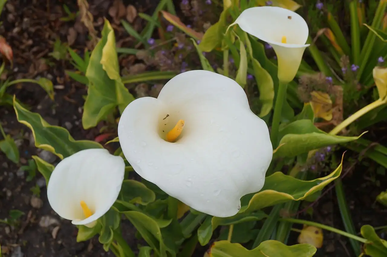 马蹄莲 (Zantedeschia aethiopica) — 更多视角