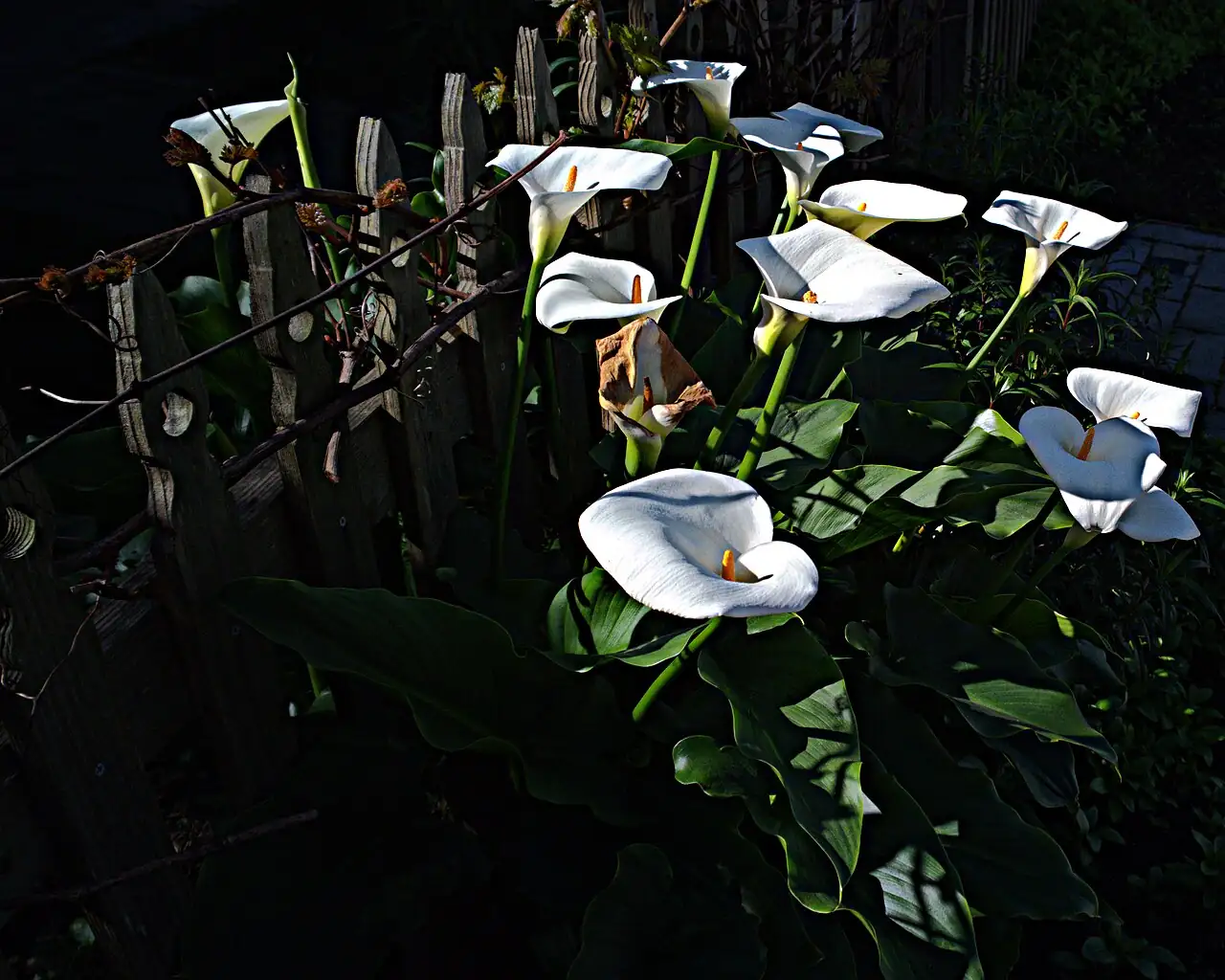 马蹄莲 (Zantedeschia aethiopica) — 更多视角