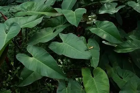 喜林芋