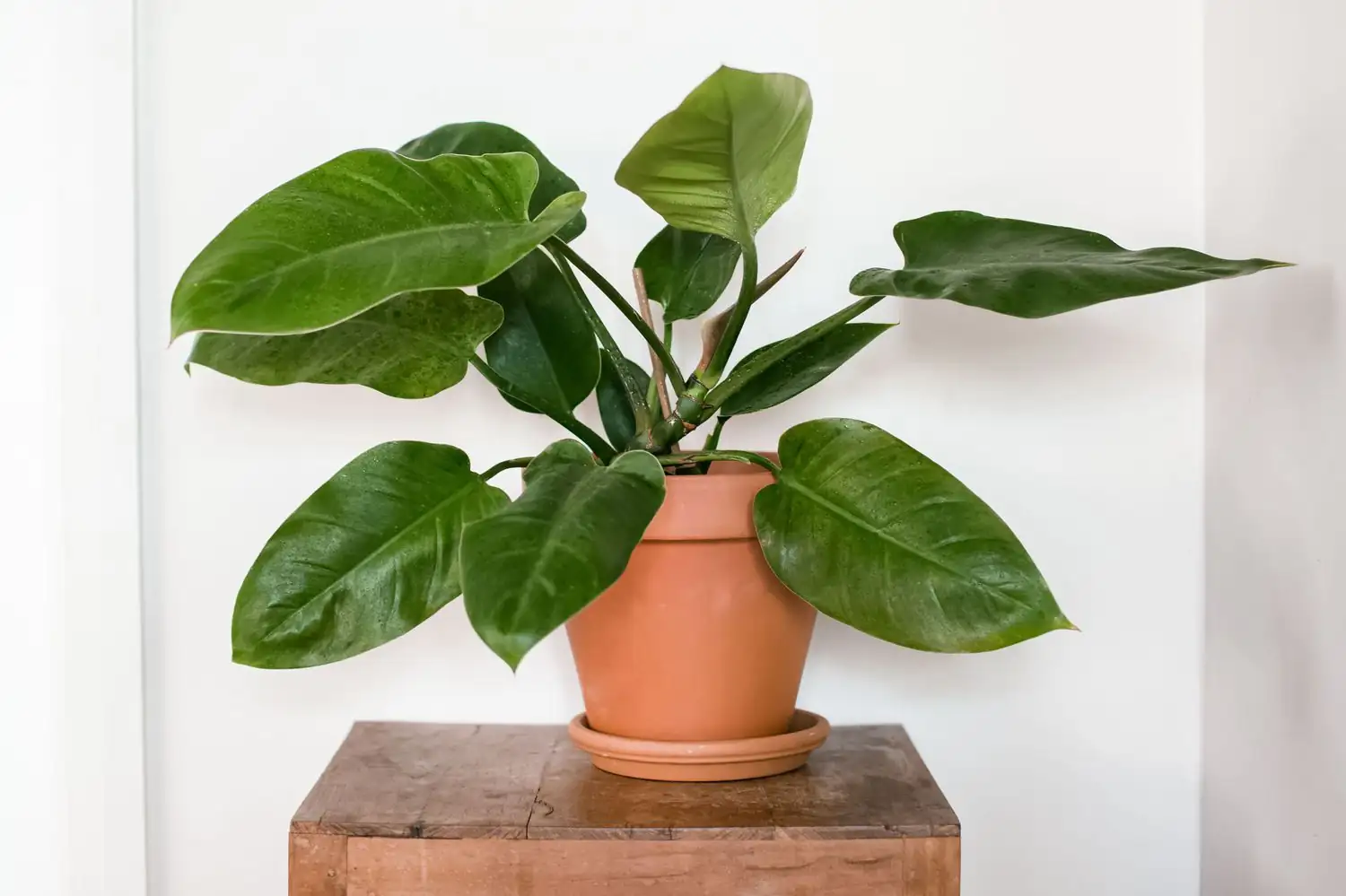 喜林芋 (Philodendron spp.) — 细节