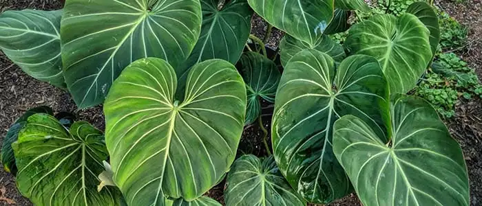 喜林芋 (Philodendron spp.) — 环境展示