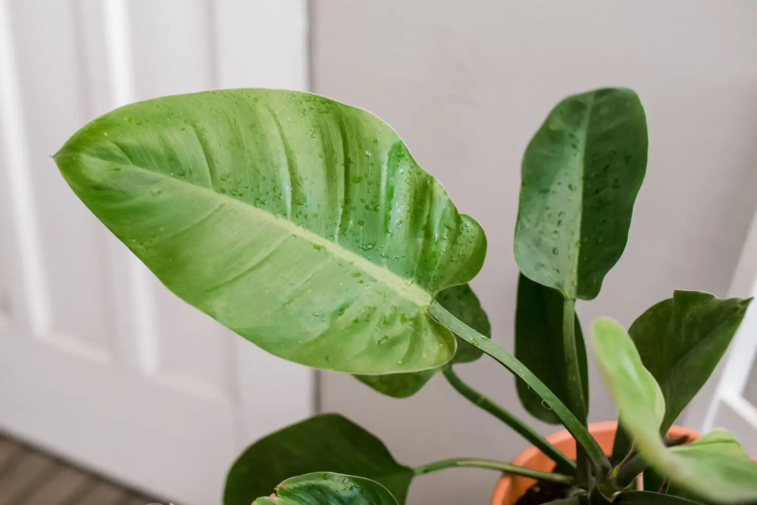 喜林芋 (Philodendron spp.) — 更多视角