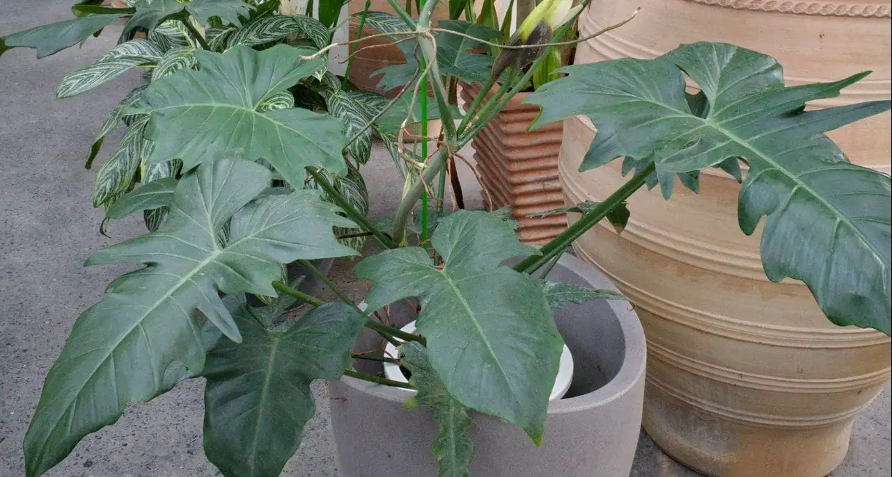 喜林芋 (Philodendron spp.) — 更多视角