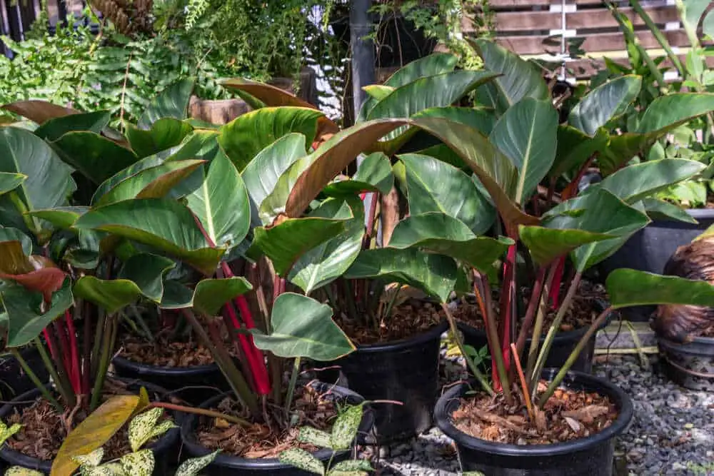 喜林芋 (Philodendron spp.) — 更多视角