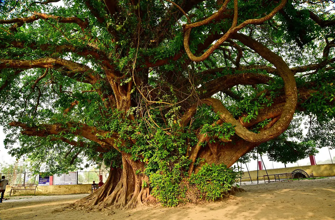 榕树 (Ficus benjamina) — 环境展示