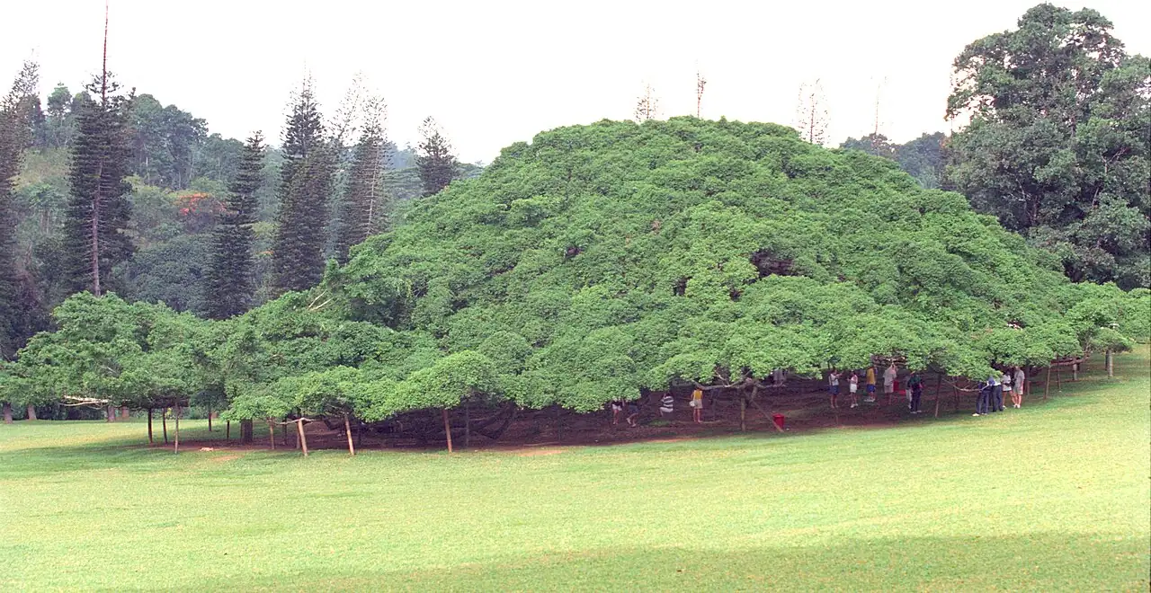 榕树 (Ficus benjamina) — 更多视角