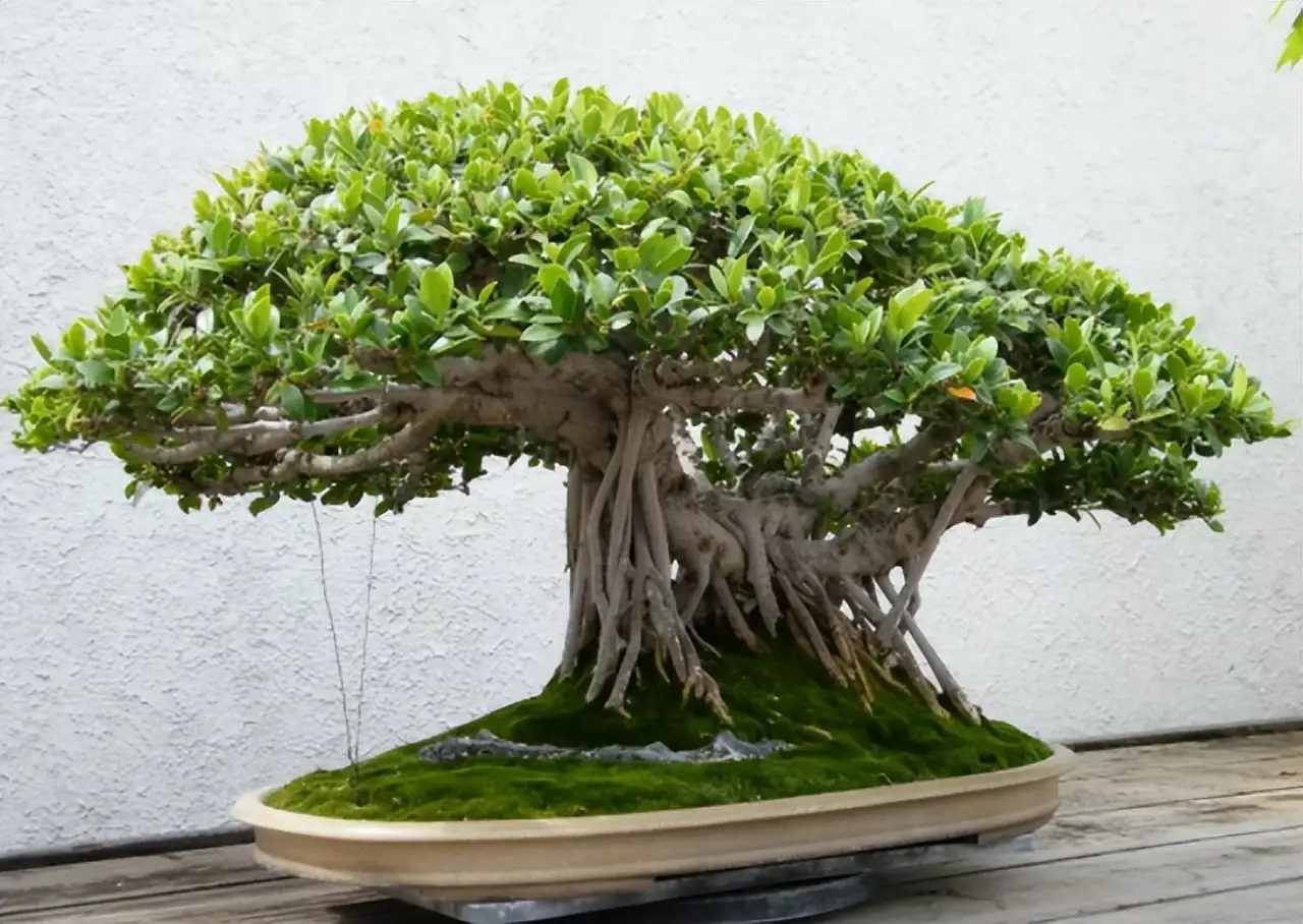榕树 (Ficus benjamina) — 细节