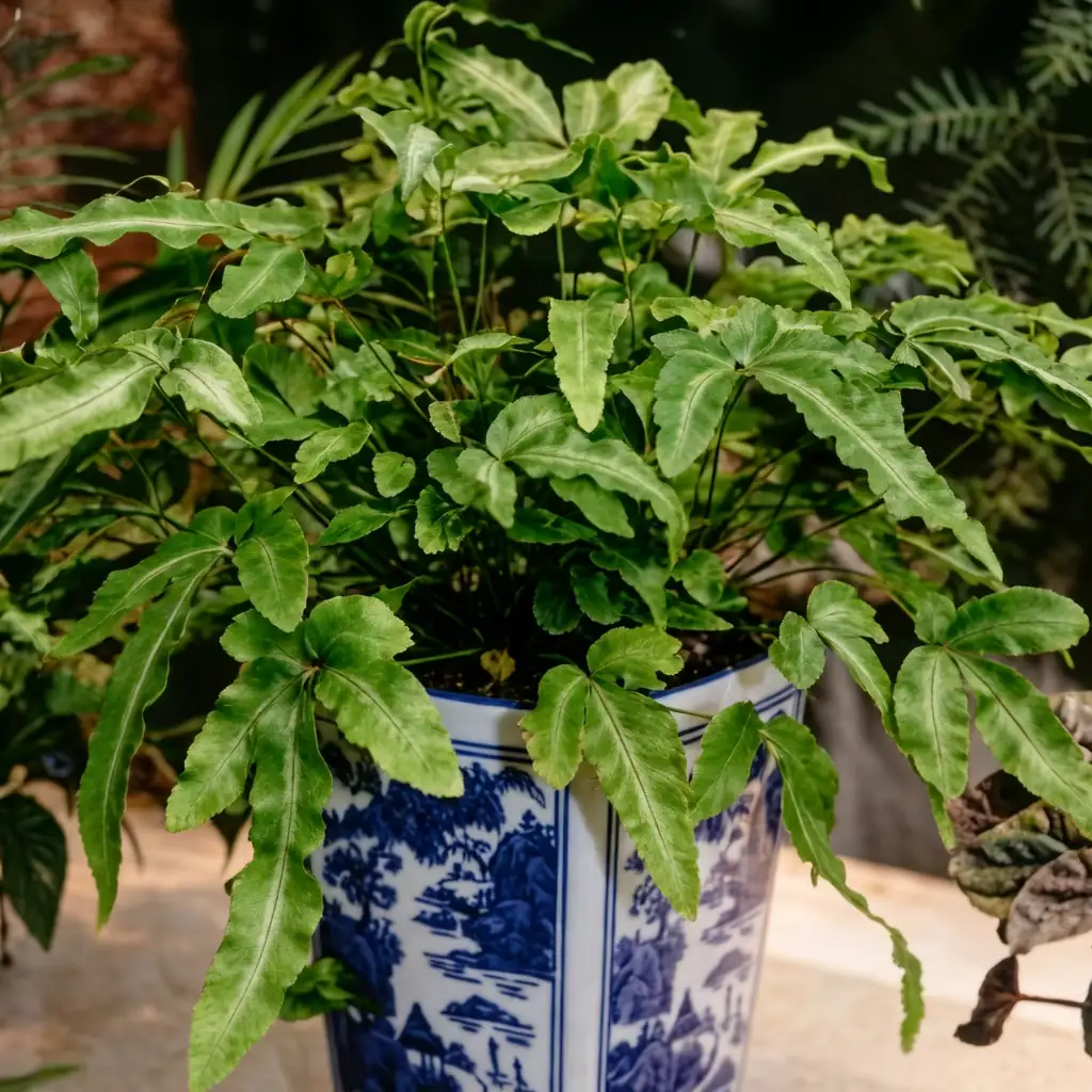 凤尾蕨 (Pteris vittata) — 特写