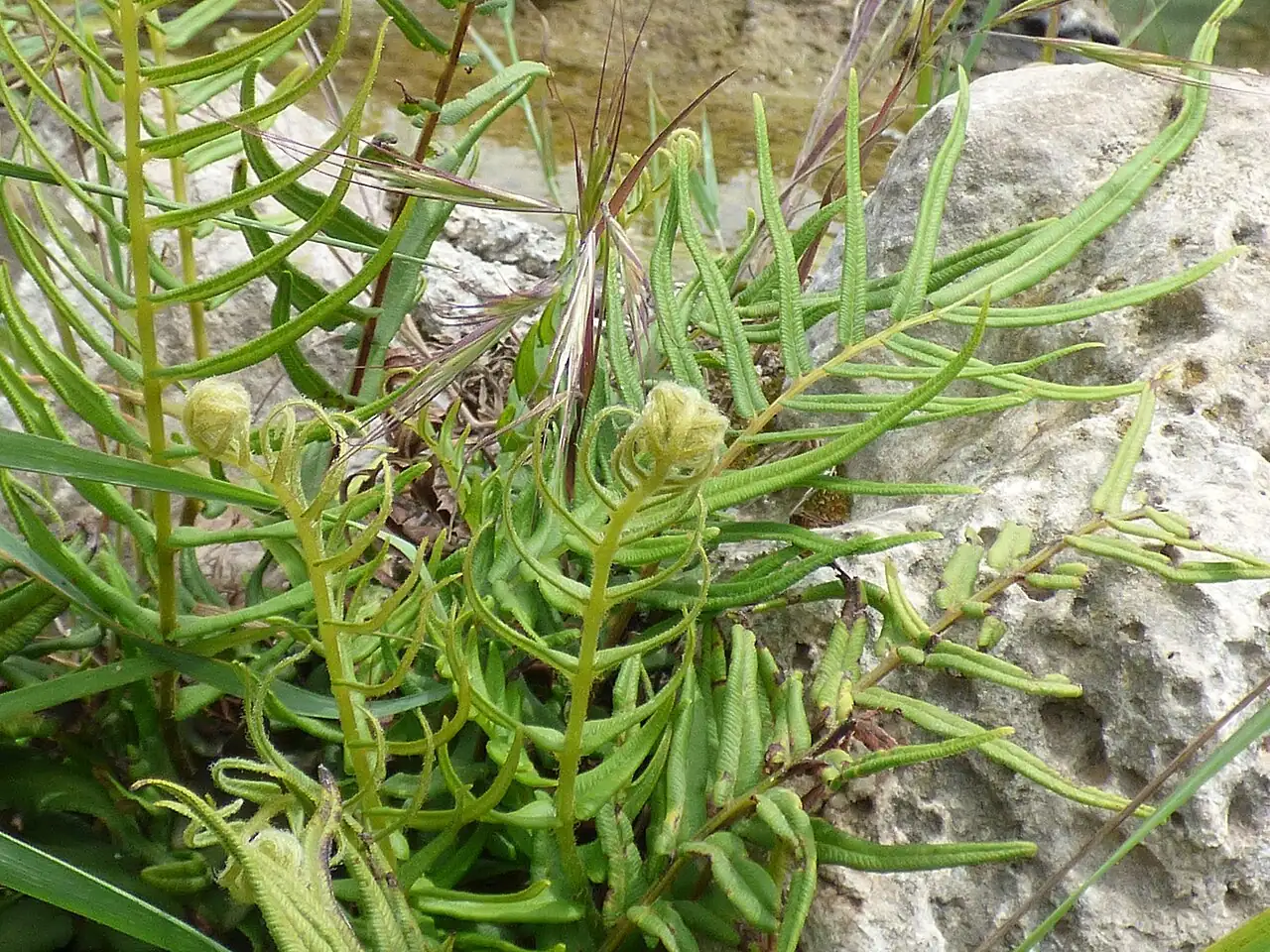 凤尾蕨 (Pteris vittata) — 更多视角