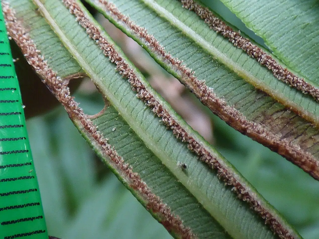 凤尾蕨 (Pteris vittata) — 更多视角