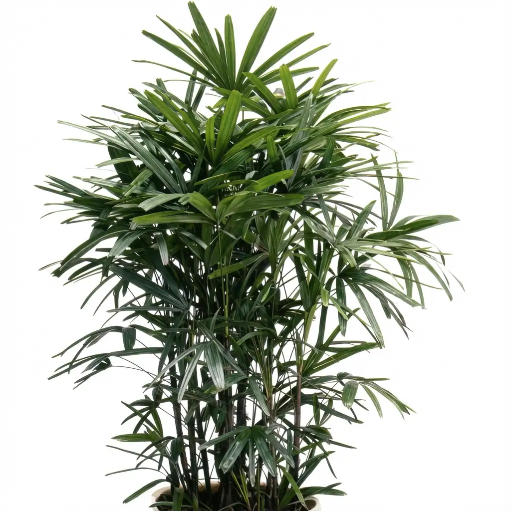棕竹 (Rhapis excelsa) — 环境展示