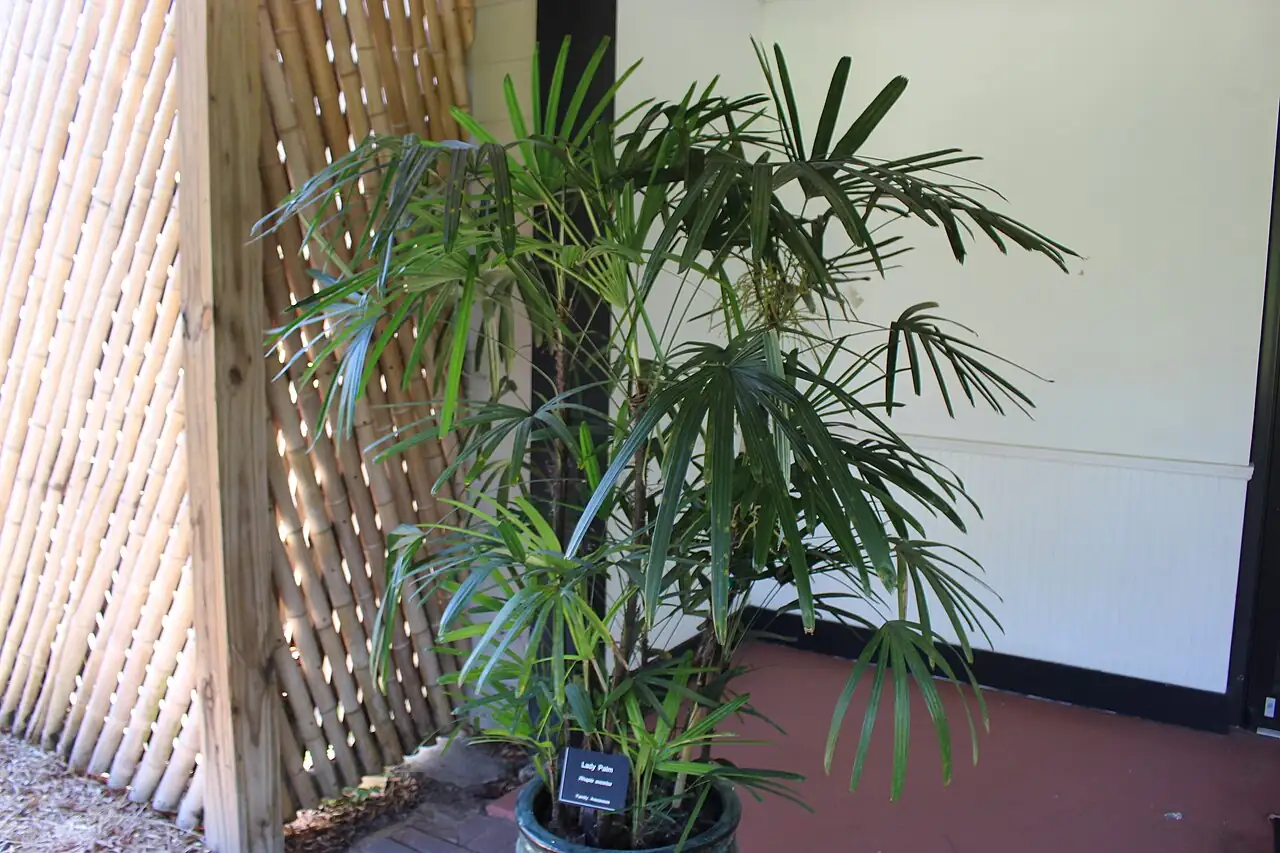 棕竹 (Rhapis excelsa) — 更多视角