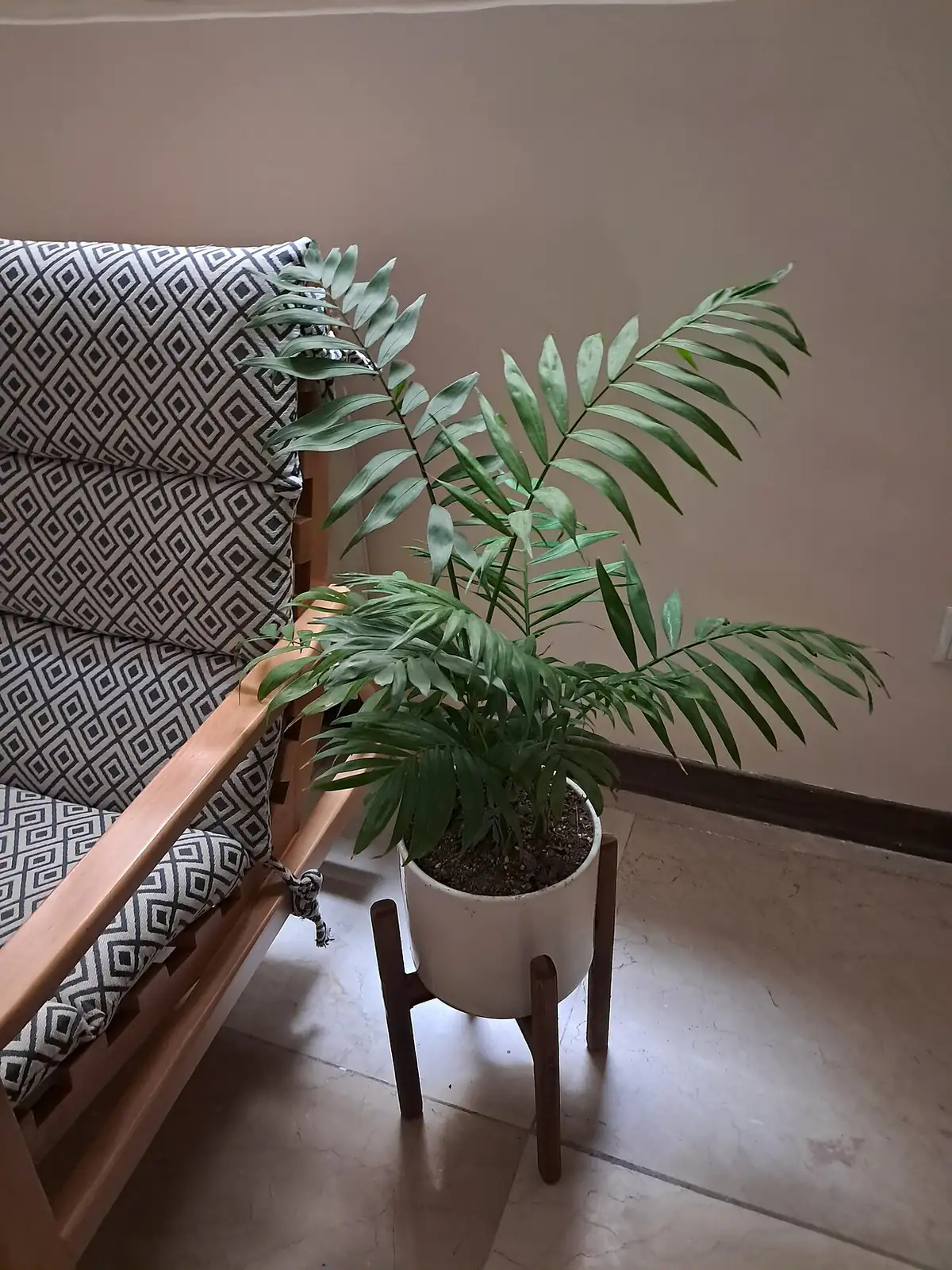 袖珍椰子 (Chamaedorea elegans) — 更多视角