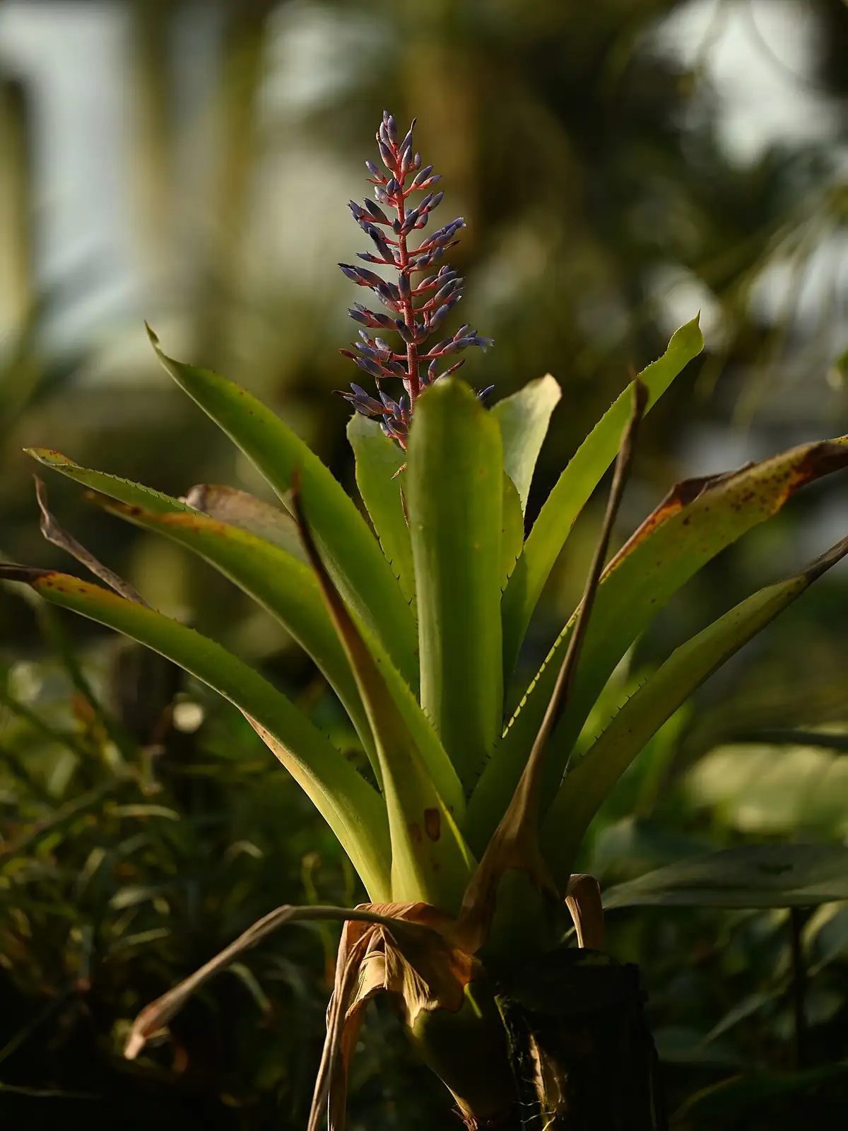 Aechmea Fendleri Oasislink Aechmea Fendleri Oasislink
