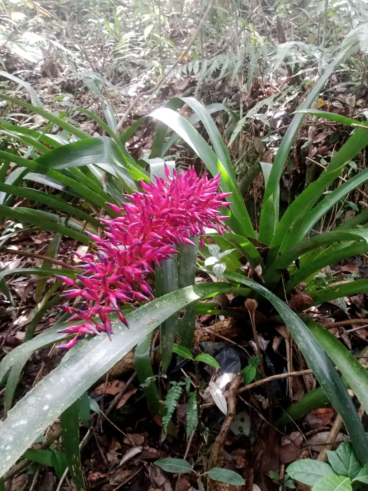 Aechmea Fendleri Oasislink Aechmea Fendleri Oasislink