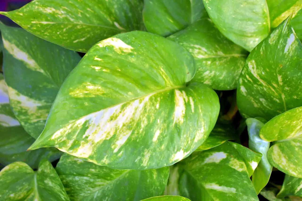 Golden Pothos (Epipremnum aureum) — additional view