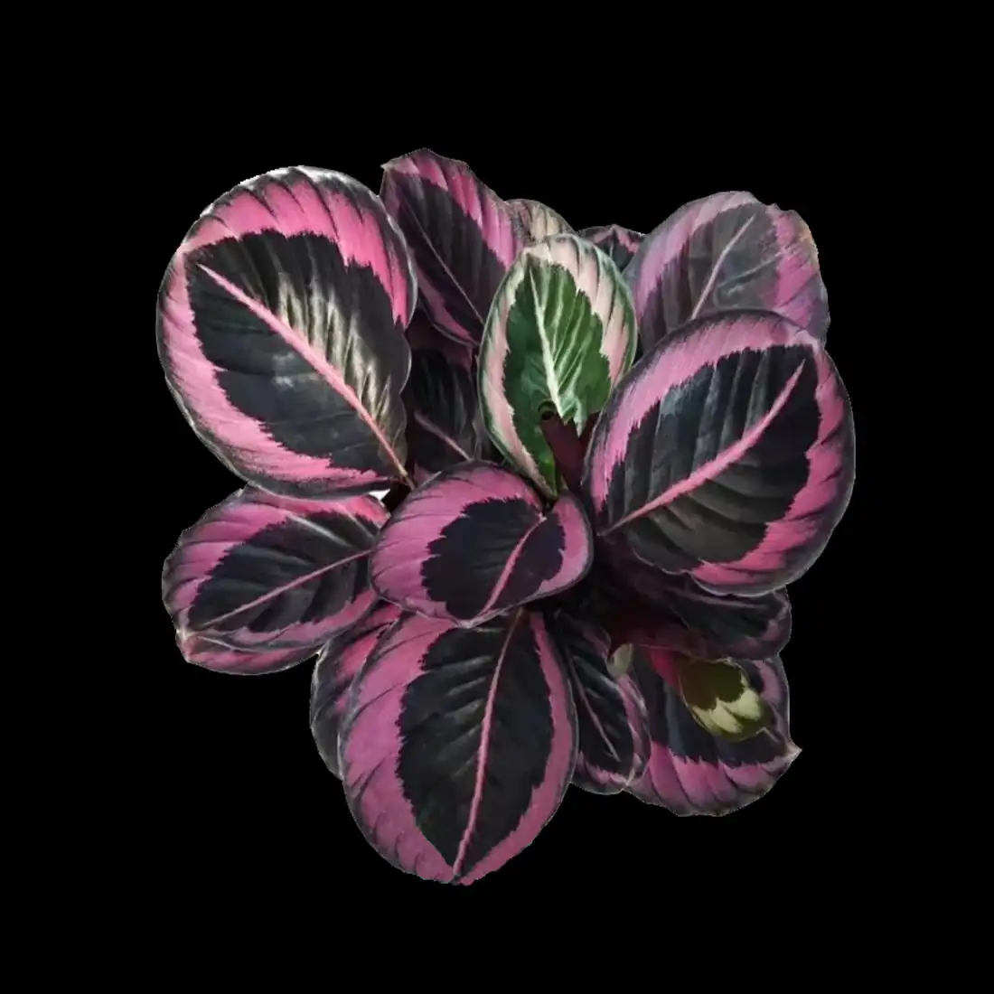 彩虹竹芋