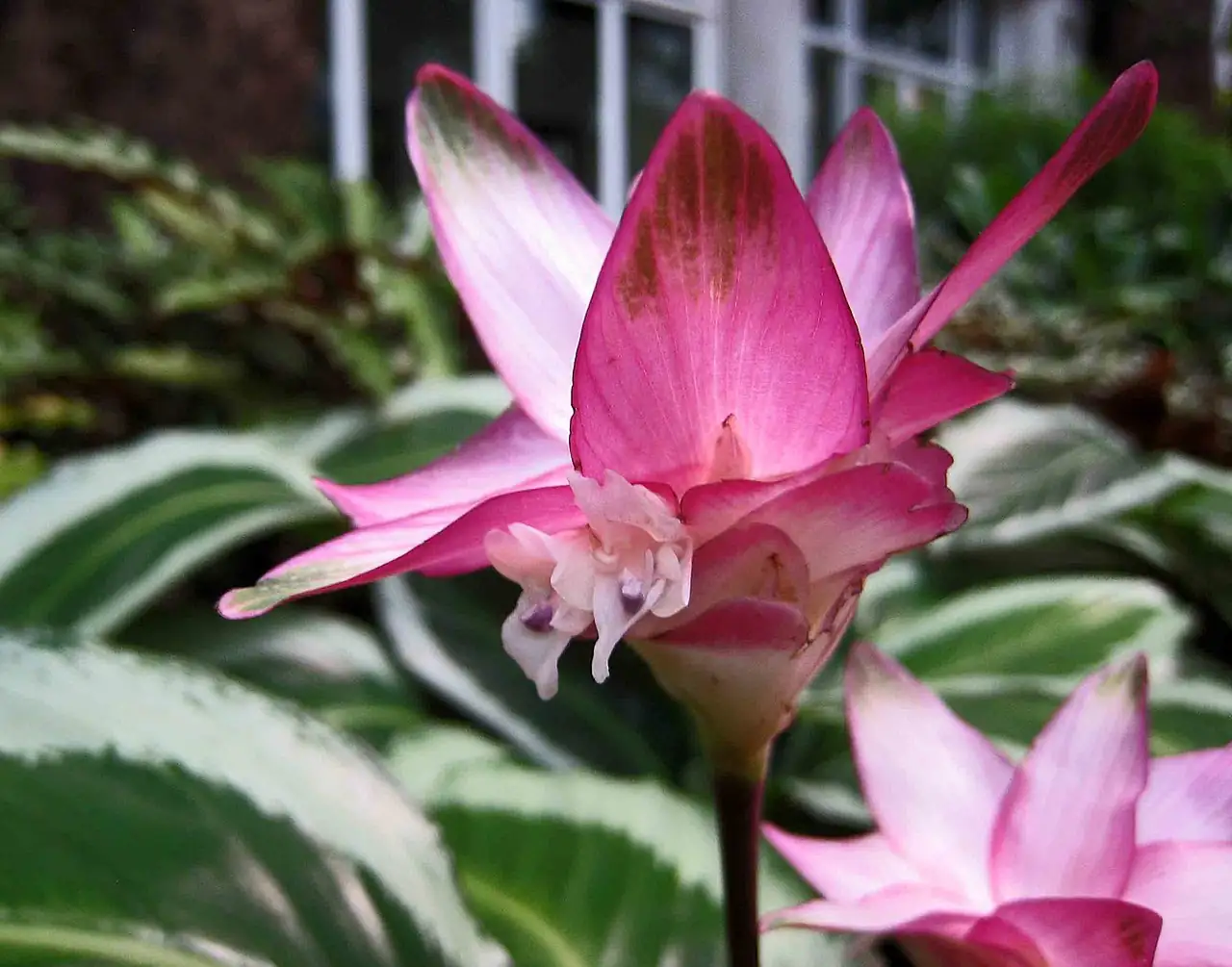 彩虹竹芋 (Goeppertia roseopicta) — 环境展示