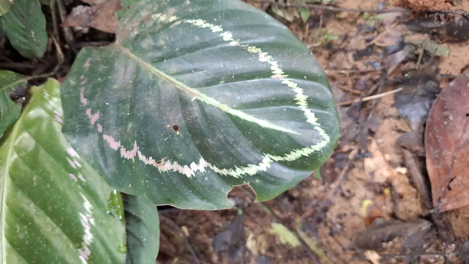 彩虹竹芋 (Goeppertia roseopicta) — 更多视角