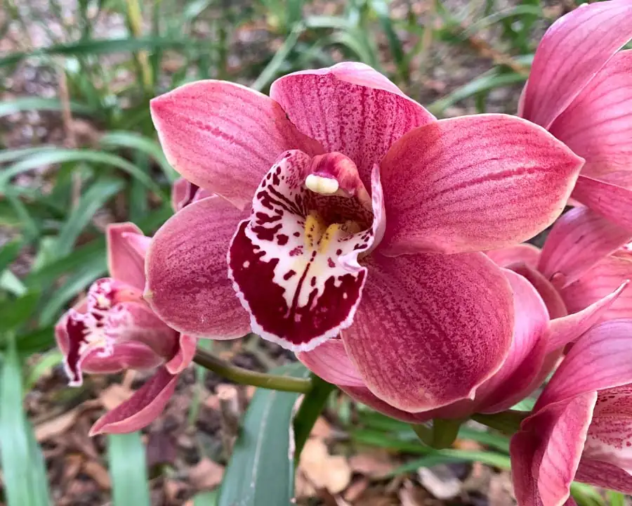 兰属微型品种 (Cymbidium hybrids (miniature cultivars)) — 细节