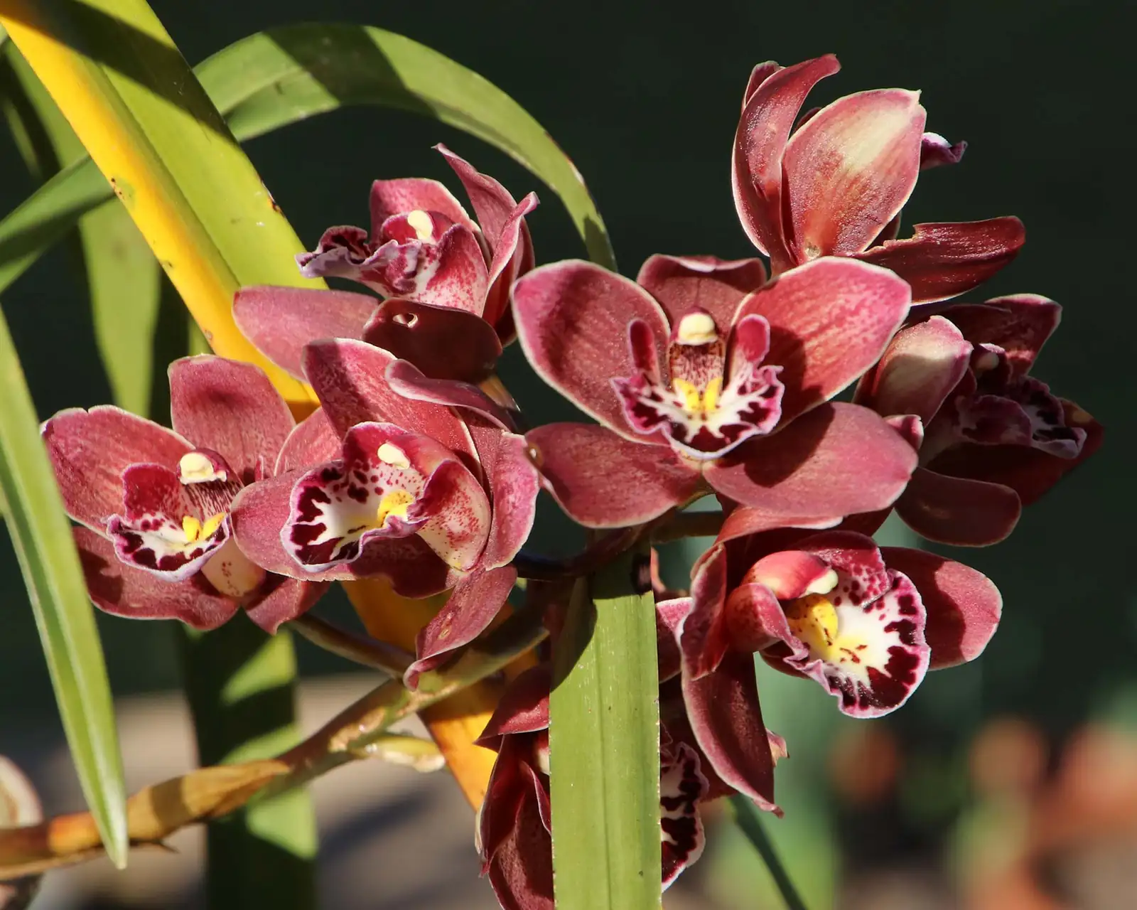 兰属微型品种 (Cymbidium hybrids (miniature cultivars)) — 环境展示