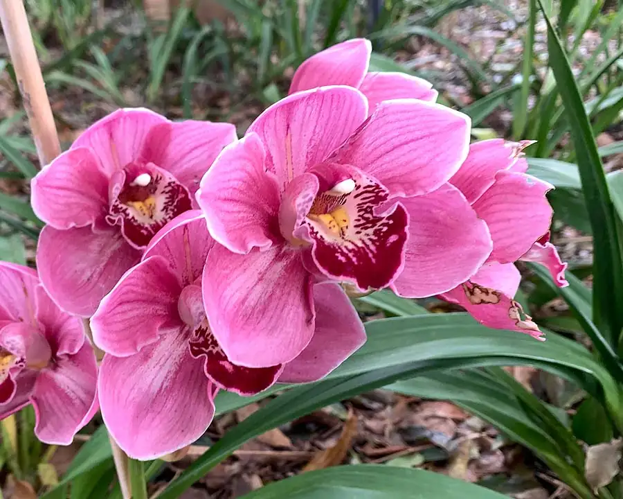 兰属微型品种 (Cymbidium hybrids (miniature cultivars)) — 更多视角