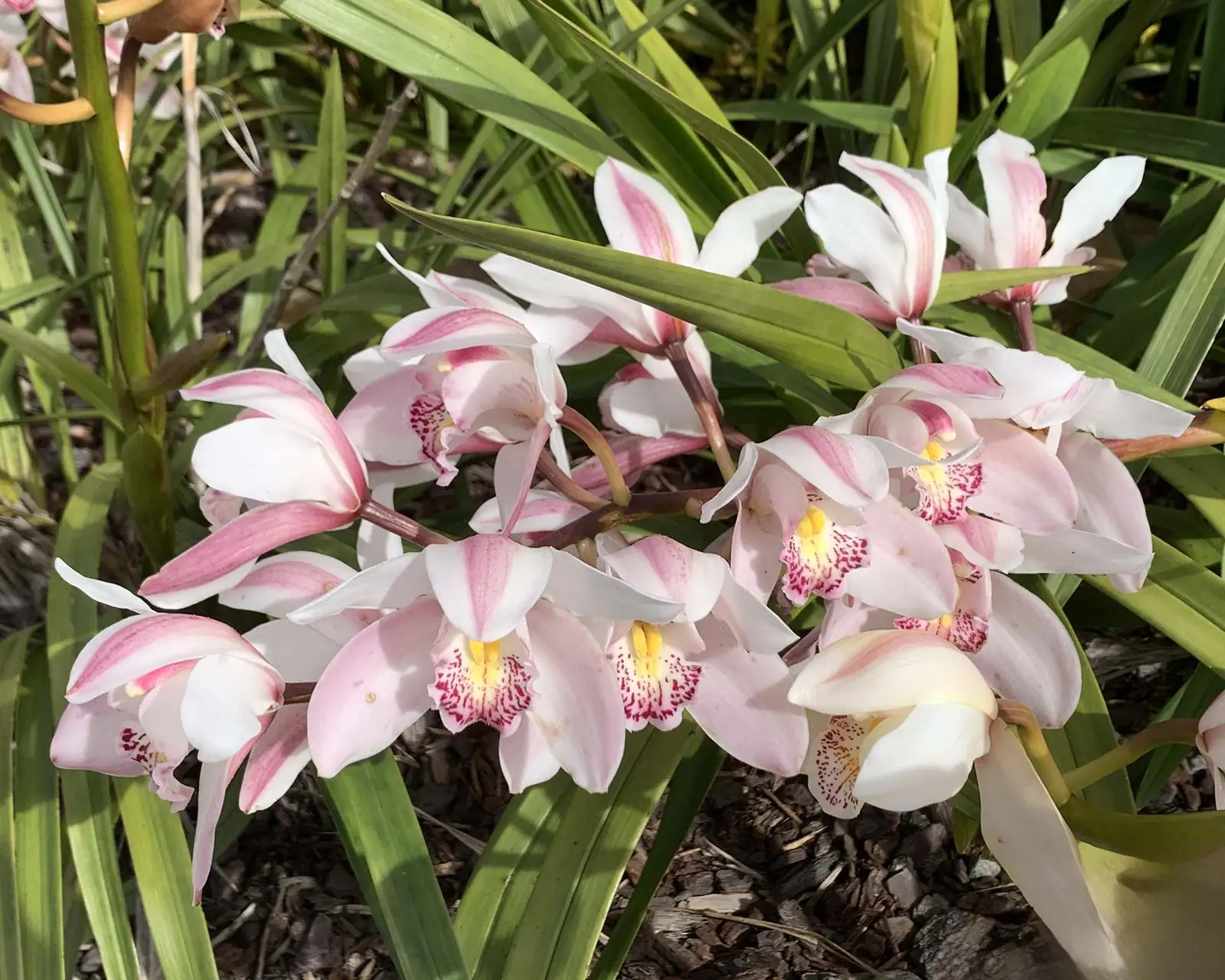 兰属微型品种 (Cymbidium hybrids (miniature cultivars)) — 更多视角