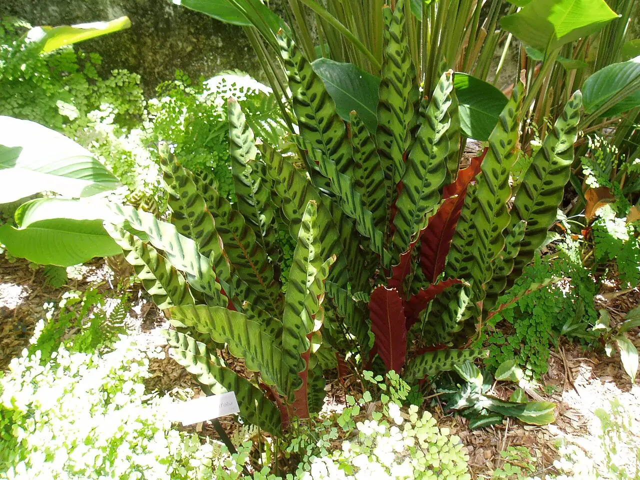 披针叶竹芋 (Goeppertia insignis) — 细节