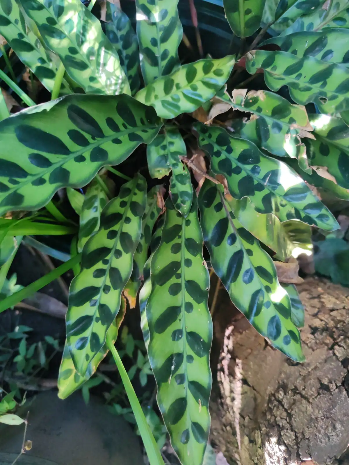 披针叶竹芋 (Goeppertia insignis) — 特写