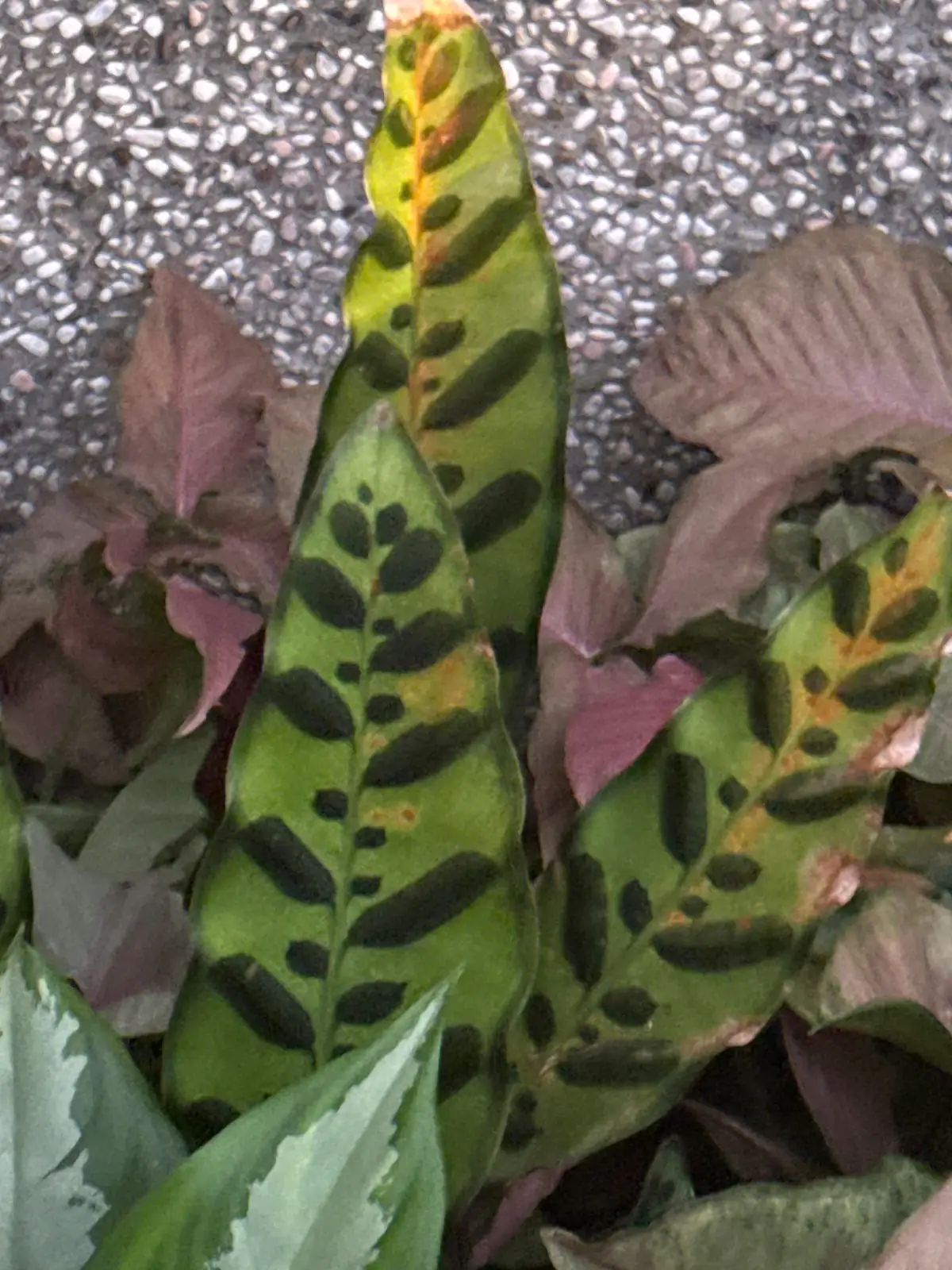 披针叶竹芋 (Goeppertia insignis) — 环境展示