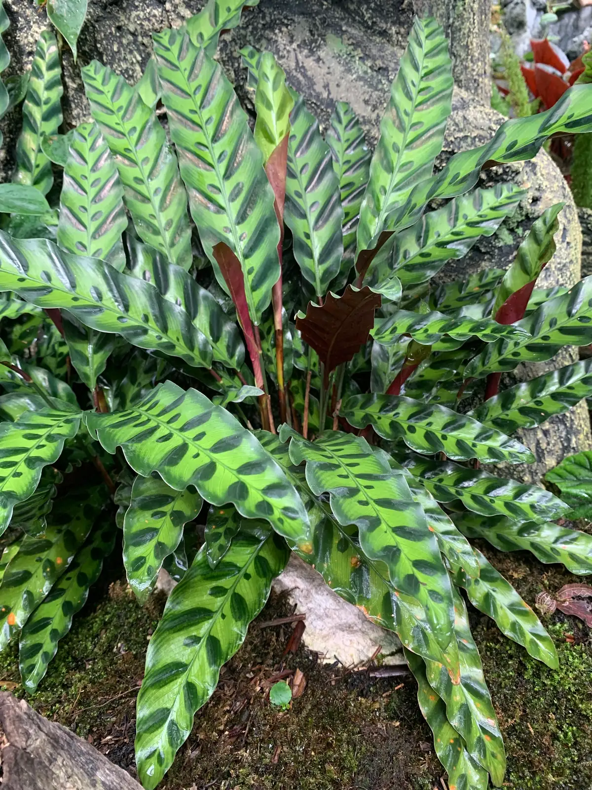披针叶竹芋 (Goeppertia insignis) — 更多视角