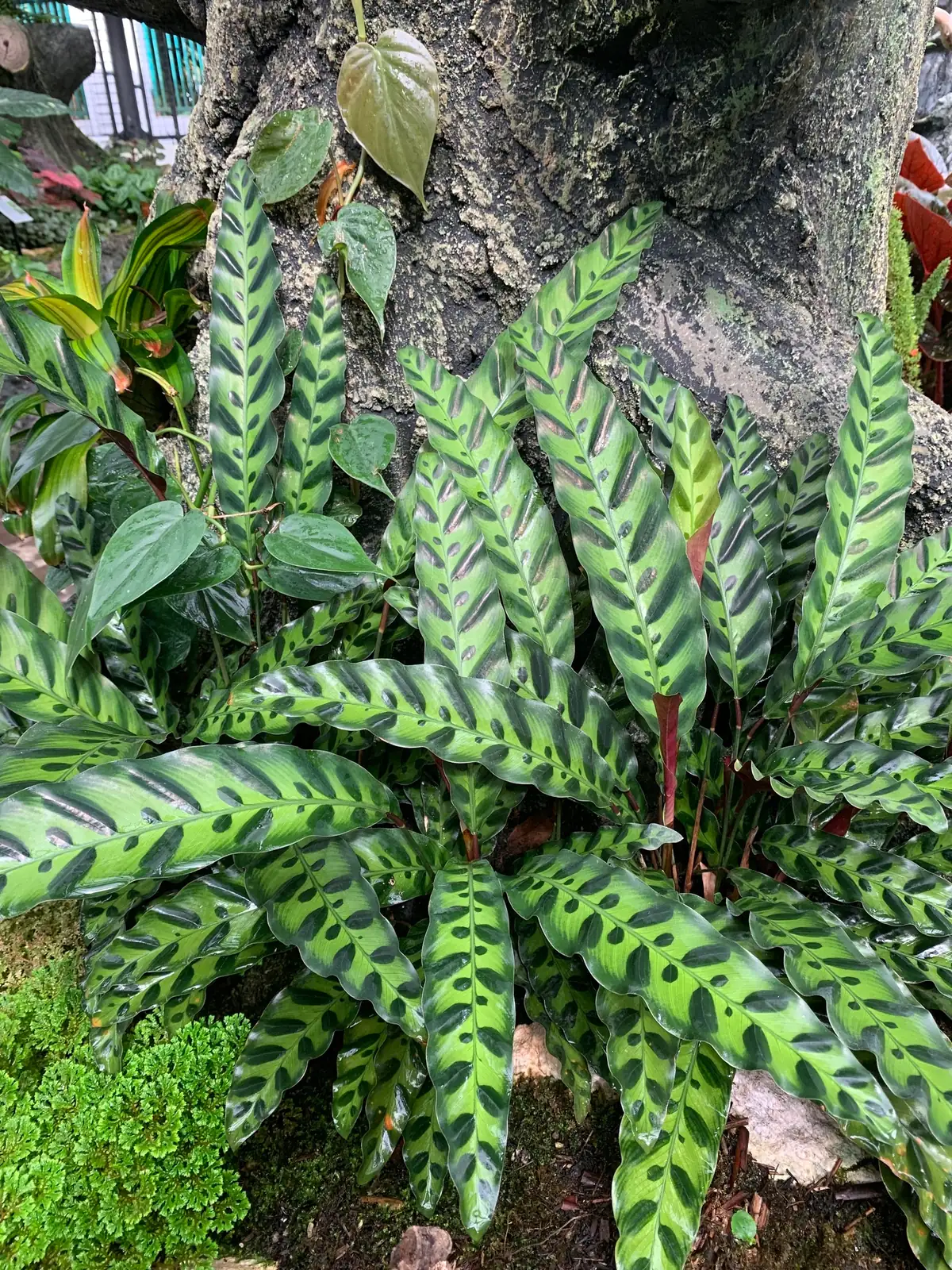 披针叶竹芋 (Goeppertia insignis) — 更多视角