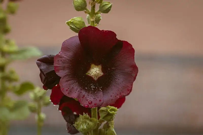 Hollyhock (Alcea rosea) — additional view