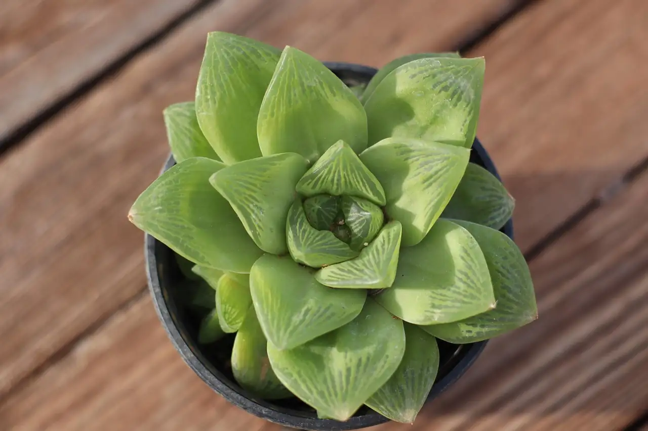 玉露 (Haworthia cooperi) — 环境展示