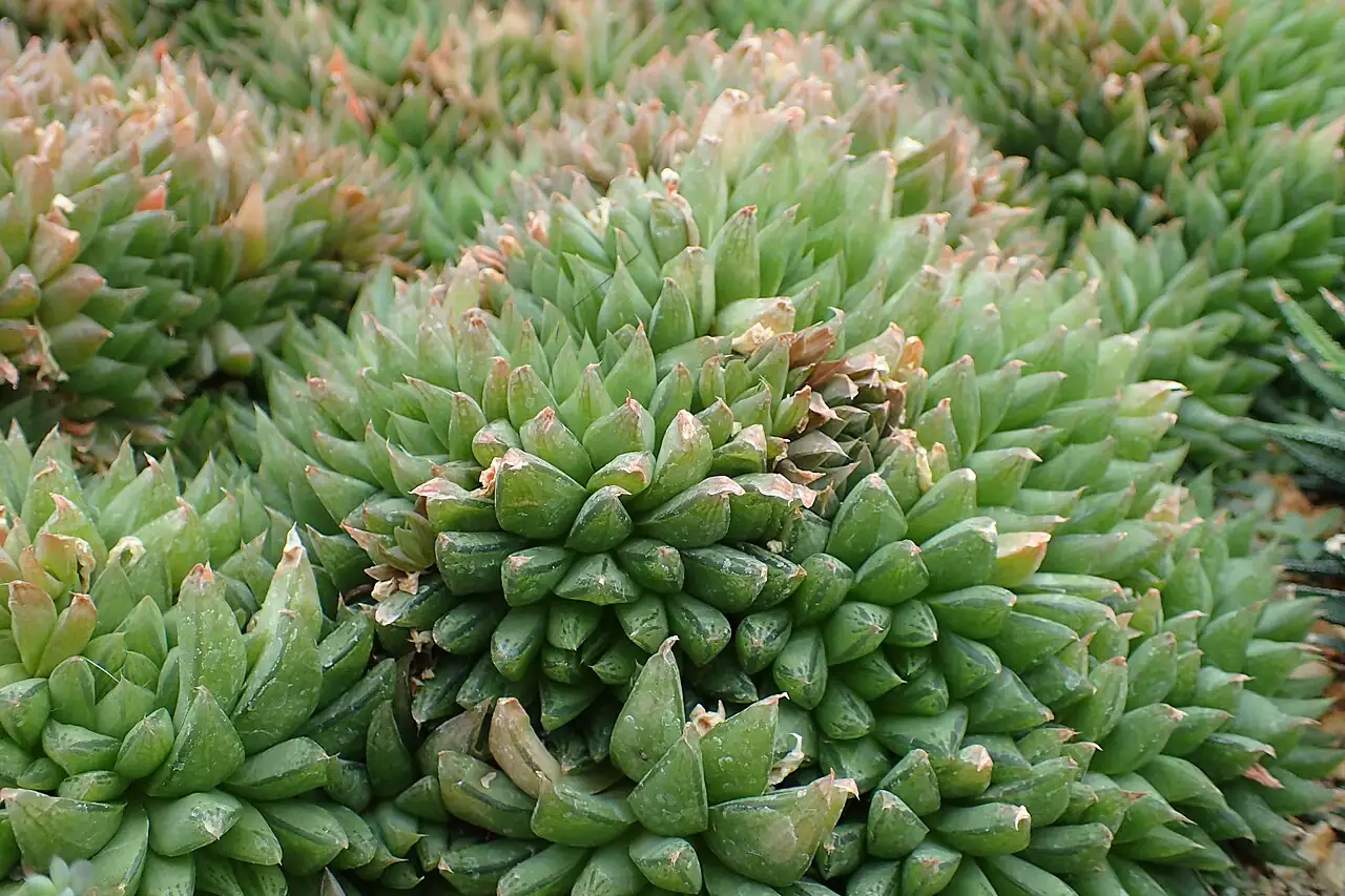 玉露 (Haworthia cooperi) — 更多视角