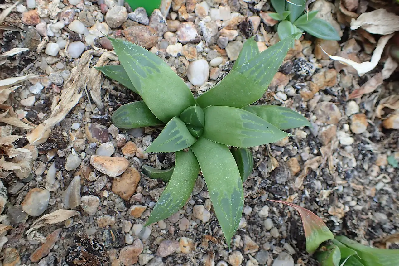 玉露 (Haworthia cooperi) — 更多视角