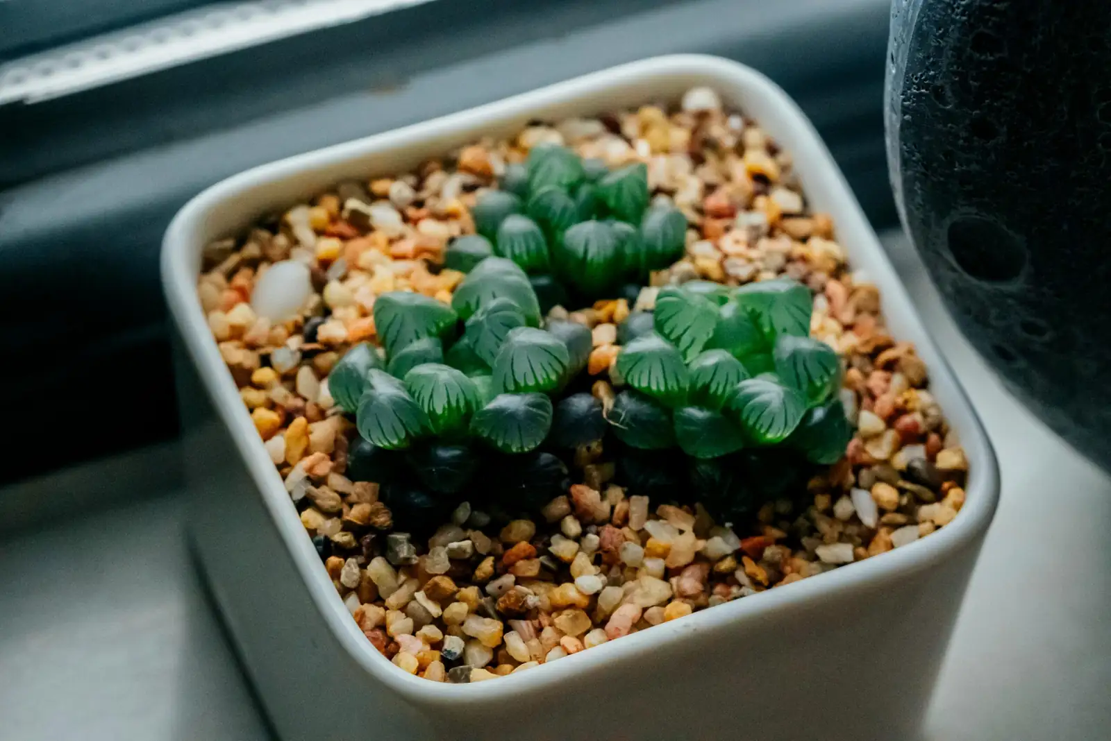 玉露 (Haworthia cooperi) — 更多视角