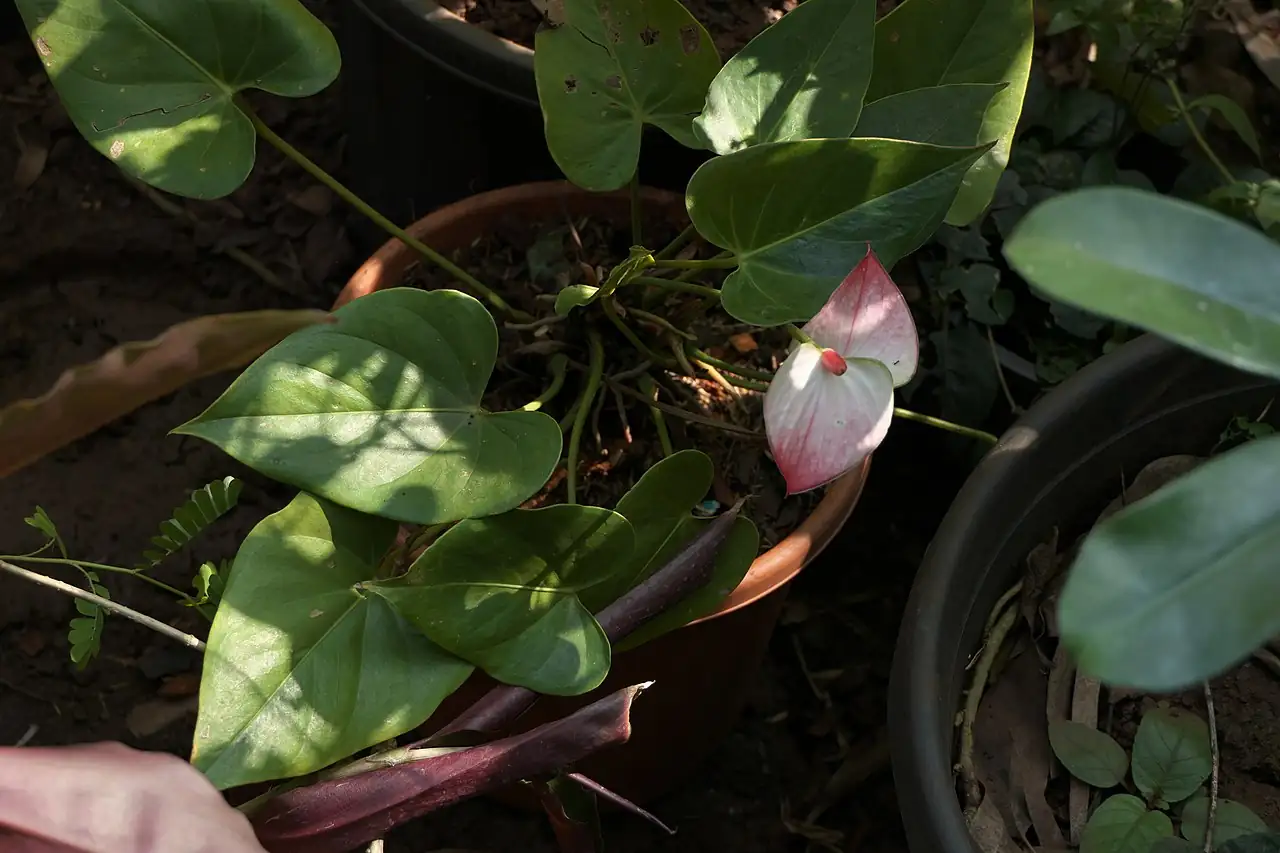 花烛 (Anthurium andraeanum) — 更多视角