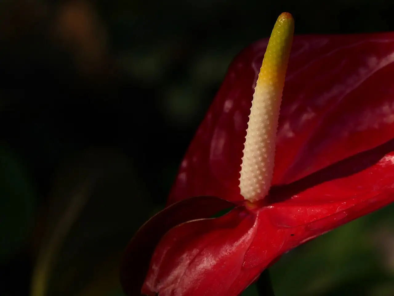 花烛 (Anthurium andraeanum) — 更多视角