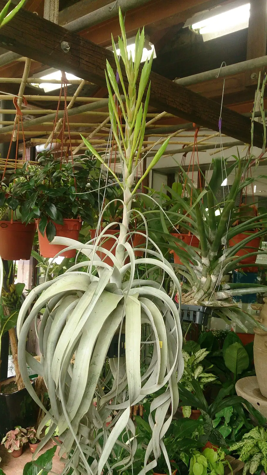 霸王空气凤梨 (Tillandsia xerographica) 养护 – Oasislink